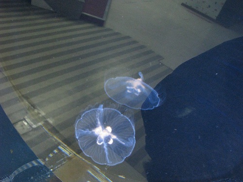 IMG_0482 ミズクラゲ